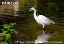 Aigrette garzette